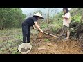 dead end life 16 year old single mother - cassava harvest | ly tieu tieu