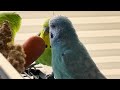 Crazy Parakeets