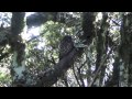 morepork and tomtit in the bush