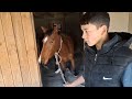 Neues Video über das Leben der Pferde #1