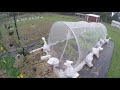 Oct 24th Garden Update and cover crop