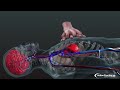 CPR in Action | A 3D look inside the body