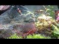 Planted Freshwater Shrimp Tank