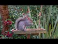 Cat TV Videos 😸 Birds & Squirrels visit the Birdtable 🕊️ Entertainment For Cats (4K HDR)