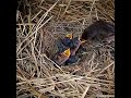 Sooty chat trying birds bring baby food in the rain#bird #baby