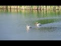 Peaceful Meadow Lake Pelicans