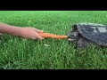 Snapping turtle strike in super slow motion.