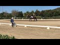 Tyrus, a Friesian Percheron Horse, Competes 2/23/20 Dressage Intro C Test