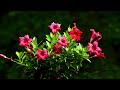 Relaxing Love Songs 80's 90's - Romantic Love Songs - falling in love Playlist