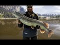 Tiger Muskie HOTSPOT GUIDE! | How I caught 15+ Diamonds! - Call of the Wild theAngler
