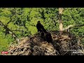 Eaglet Hide & Seek 😂 - Decorah Eagles DNF, Mr North, DN17 & DN18 (6/5)