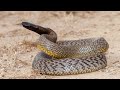 🤑 ऑस्ट्रेलिया के 10 सबसे खतरनाक जीव || Top 10 Dangerous Creatures of Australia || RP Facts 🤑