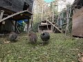 playful Quail with music