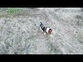 Lola the basset hound goes to Lake Kaweah
