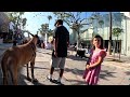 Cash 2.0 Great Dane at the 3rd Street Promenade during a Pride event (3 of 3)