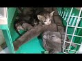 Nursing Mother Feeding Milk To 1 Kitten Other 1 Going For Adoption