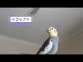 koko the cockatiel: singing and dancing