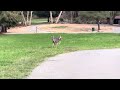 The deer were chasing each other! (At Alum Rock Park)