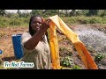 Simple Irrigation System For Farming Without A sprinkler | How To Irrigate Farm Without A Sprinkler