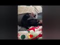 When Silly Cats and Dogs Fails 🤣 Try Not To Laugh 😹🐶#20