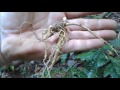 how to hunt and find ginseng