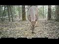 Leaving a PILE OF OATS in the Woods. Heres what happens! Trail Camera