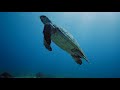 MAJESTIC WILDLIFE 8K ULTRA HD - Most Beautiful ANIMALS in the World with REAL SOUNDS