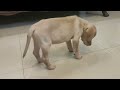 Labrador puppy  training