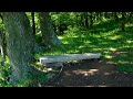 Short film.Cinematic forest. Short nature film. Forest sounds.