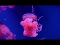Aquarium 4K VIDEO (ULTRA HD) 🐠 Beautiful Coral Reef Fish 🐠 Relaxing Sleep Meditation Music #4