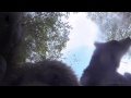 Grizzly bear versus Go Pro camera