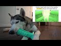 Funny Husky Tries on Dog Shoes for the FIRST time ever!