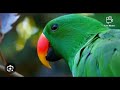 kako naučiti papagaja da prica