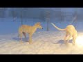 Borzoi Puppies' First Blizzard