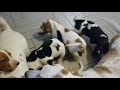 6 week old basset hound puppies at play