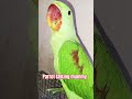 cute parrot talking mummy. 🦜