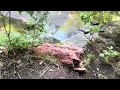 Some Strange Finds, A Two Ring Day, Former Old Home Site-Now A Park, Metal Detecting Colorado Parks