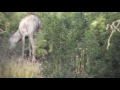 Albino Buck