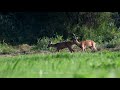 Ruja nadwiślańskich saren / Roe deer rut | fotografuj #zemną