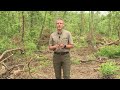 Impact of climate change on the forest