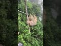 Child Runs Into Sloth While Zip Lining Through Costa Rican Rain Forest