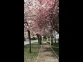 CHERRY BLOSSOMS in VANCOUVER BC 🇨🇦 Residential AREA