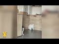 FUNNY CATS VIDEO 2024 😂 Funniest CAT 10 😺