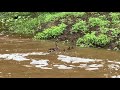 Momma Duck and Her Babies Reunite During Rain Storm
