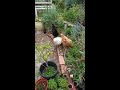 Chickens in the patch