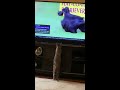 Cat watches Westminster Dog Show on TV