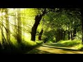 forest sunshine [ambient piano music]