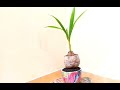 CARA MEMPERCANTIK TAMPILAN POT BONSAI KELAPA/COCONUT BONSAI