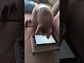 Gamer Kitty