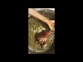 HOW TO COOK COLLARD GREENS-SOUTHERN STYLE! EASY collard greens recipe for beginner cooks.